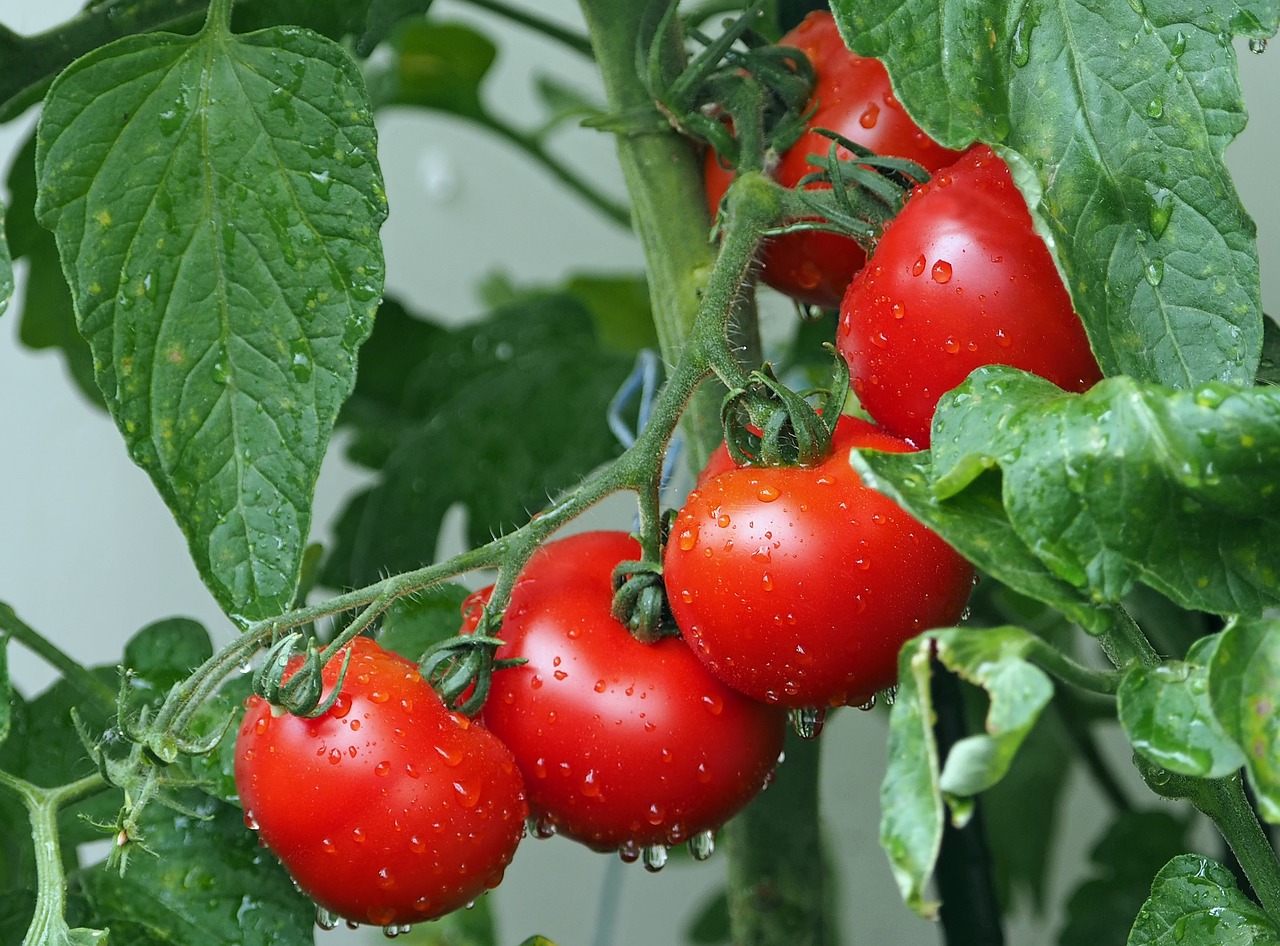 Arrosage goutte à goutte tomates : les astuces pour une récolte abondante