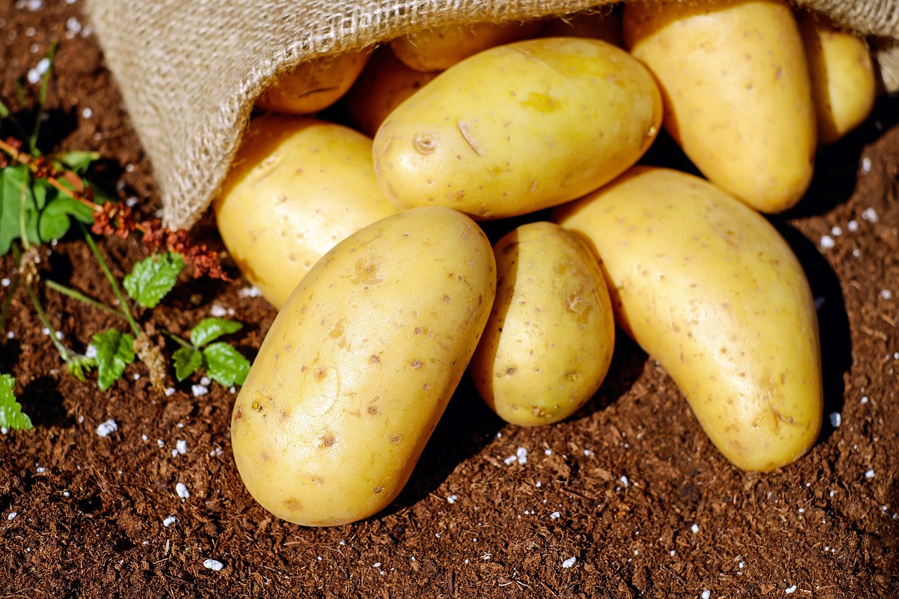 Quelle est la meilleure plante pour planter à côté des pommes de terre ?